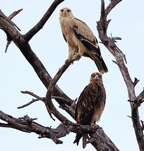 Tawny Eagle pair